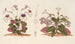 Stenogastra concinna JD Hook - Charles Antoine Lemaire — artwork view