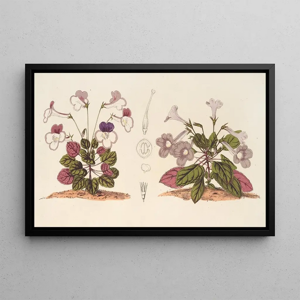 Stenogastra concinna JD Hook - Charles Antoine Lemaire — framed artwork on a wall