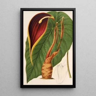 Reproduction of the painting Steudnera colocasifolia - Charles Antoine Lemaire