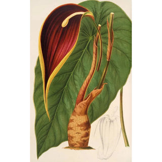 Reproduction of the painting Steudnera colocasifolia - Charles Antoine Lemaire