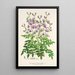 Reproduction of the painting Swainsona lessertiaefolia - Charles Antoine Lemaire