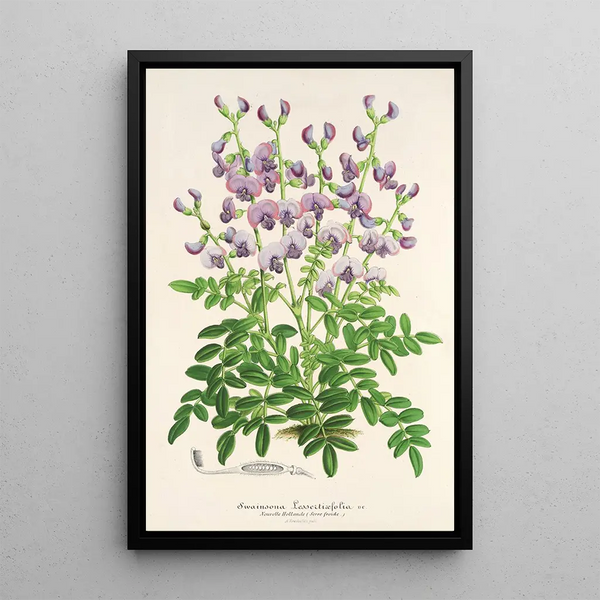 Reproduction of the painting Swainsona lessertiaefolia - Charles Antoine Lemaire