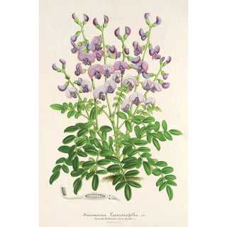 Reproduction of the painting Swainsona lessertiaefolia - Charles Antoine Lemaire