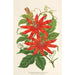 Reproduction of the painting Tacsonia Buchanani - Charles Antoine Lemaire