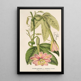 Reproduction of the painting Tacsonia quitensis var. eriantha - Charles Antoine Lemaire