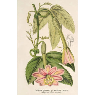 Reproduction of the painting Tacsonia quitensis var. eriantha - Charles Antoine Lemaire
