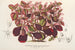 Teleianthera ficoidea var. versicolor - Charles Antoine Lemaire — artwork view
