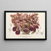 Teleianthera ficoidea var. versicolor - Charles Antoine Lemaire — framed artwork on a wall