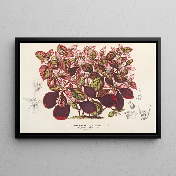 Teleianthera ficoidea var. versicolor - Charles Antoine Lemaire — framed artwork on a wall