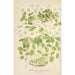 Thalictrum anemonoides - Charles Antoine Lemaire — artwork view