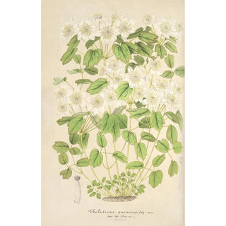 Thalictrum anemonoides - Charles Antoine Lemaire — artwork view