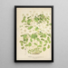 Thalictrum anemonoides - Charles Antoine Lemaire — framed artwork on a wall