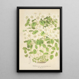 Thalictrum anemonoides - Charles Antoine Lemaire — framed artwork on a wall