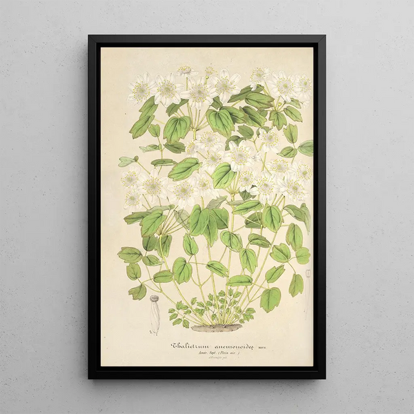 Thalictrum anemonoides - Charles Antoine Lemaire — framed artwork on a wall