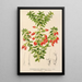 Reproduction of the painting Themistoclesia coronilla - Charles Antoine Lemaire