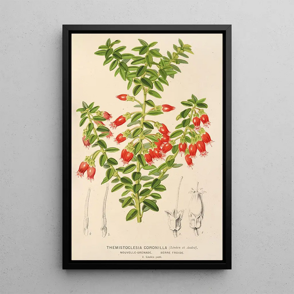 Reproduction of the painting Themistoclesia coronilla - Charles Antoine Lemaire
