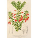 Reproduction of the painting Themistoclesia coronilla - Charles Antoine Lemaire