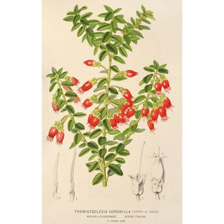Reproduction of the painting Themistoclesia coronilla - Charles Antoine Lemaire
