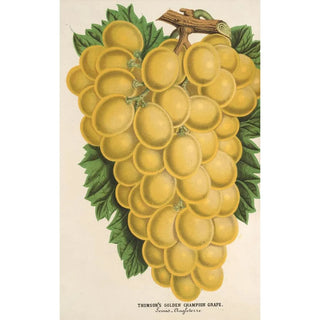 Raisin Thomson's Golden Champion - Charles Antoine Lemaire — artwork view