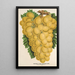 Raisin Thomson's Golden Champion - Charles Antoine Lemaire — framed artwork on a wall