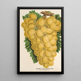 Raisin Thomson's Golden Champion - Charles Antoine Lemaire — framed artwork on a wall