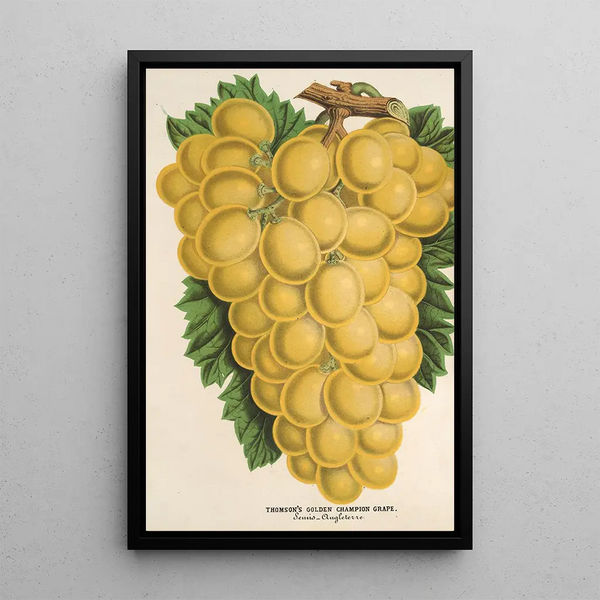 Raisin Thomson's Golden Champion - Charles Antoine Lemaire — framed artwork on a wall
