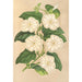 Thunbergia fragrans - Charles Antoine Lemaire — artwork view