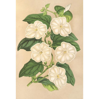Thunbergia fragrans - Charles Antoine Lemaire — artwork view