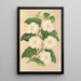 Thunbergia fragrans - Charles Antoine Lemaire — framed artwork on a wall