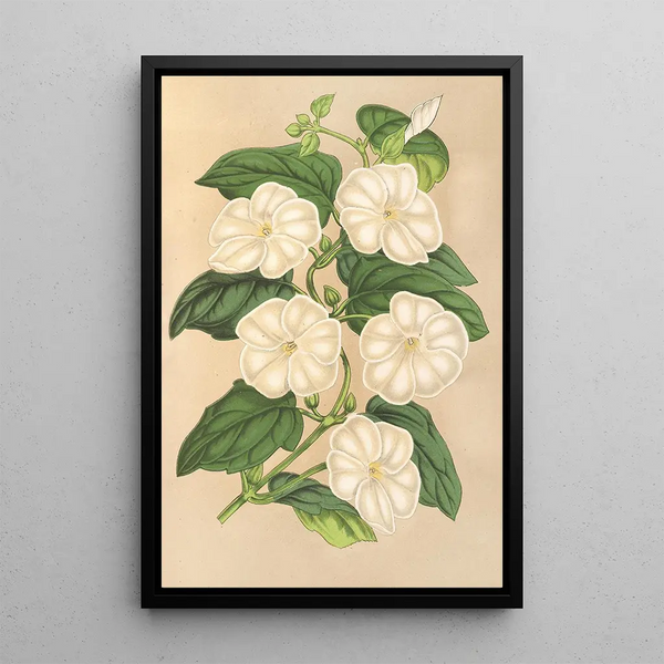 Thunbergia fragrans - Charles Antoine Lemaire — framed artwork on a wall