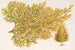 Thuya orientalis Biota var Verschaffeltii - Charles Antoine Lemaire — artwork view
