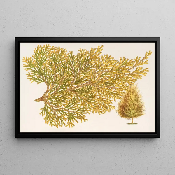 Thuya orientalis Biota var Verschaffeltii - Charles Antoine Lemaire — framed artwork on a wall