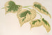 Tilia parvifolia var. fol. varieg. - Charles Antoine Lemaire — artwork view