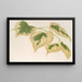 Tilia parvifolia var. fol. varieg. - Charles Antoine Lemaire — framed artwork on a wall