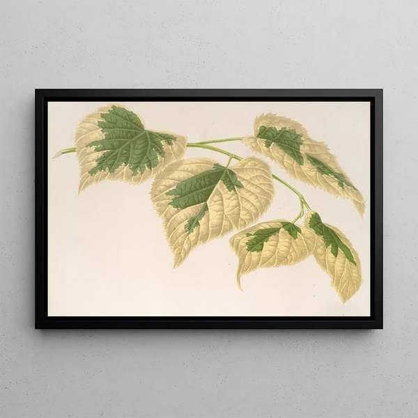Tilia parvifolia var. fol. varieg. - Charles Antoine Lemaire — framed artwork on a wall
