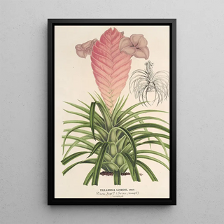 Reproduction of the painting Tillandsia Lindeni - Charles Antoine Lemaire