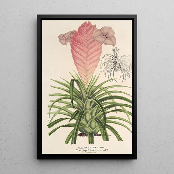 Reproduction of the painting Tillandsia Lindeni - Charles Antoine Lemaire