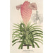 Reproduction of the painting Tillandsia Lindeni - Charles Antoine Lemaire