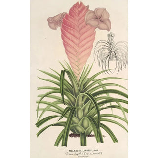 Reproduction of the painting Tillandsia Lindeni - Charles Antoine Lemaire