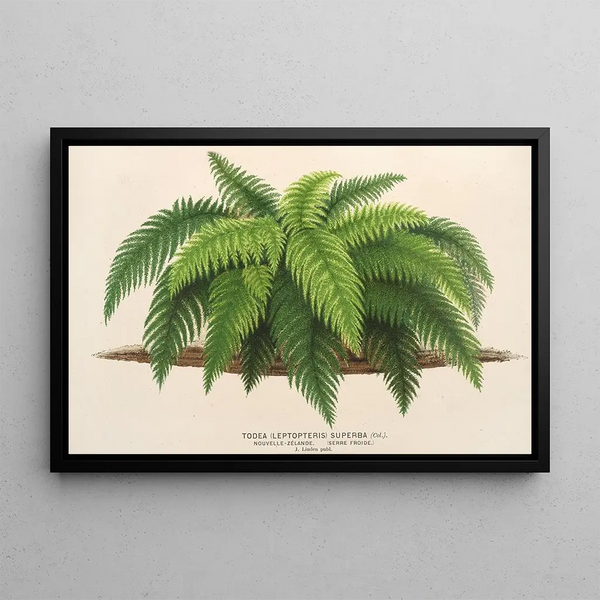 Todea Leptopteris Superba - Charles Antoine Lemaire — framed artwork on a wall