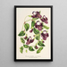 Reproduction of the painting Torenia asiatica - Charles Antoine Lemaire