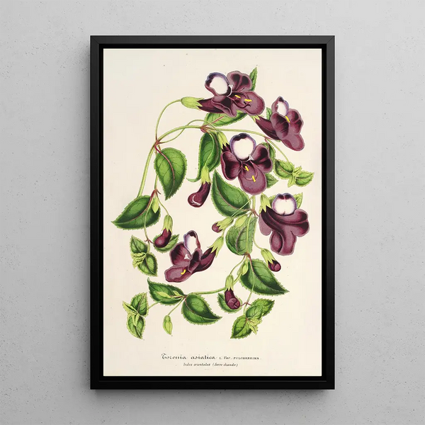 Reproduction of the painting Torenia asiatica - Charles Antoine Lemaire