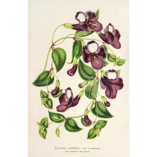 Reproduction of the painting Torenia asiatica - Charles Antoine Lemaire