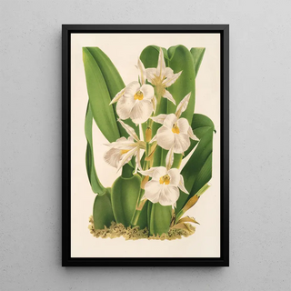 Trichopilia fragrans nobilis - Charles Antoine Lemaire — framed artwork on a wall