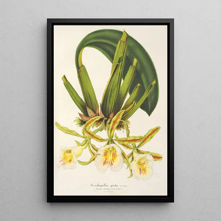 Reproduction of the painting Trichopilia picta - Charles Antoine Lemaire