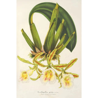 Reproduction of the painting Trichopilia picta - Charles Antoine Lemaire