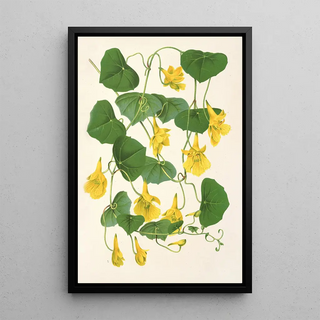 Reproduction of the painting Tropolum chrysanthum - Charles Antoine Lemaire