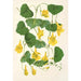 Reproduction of the painting Tropolum chrysanthum - Charles Antoine Lemaire