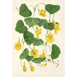 Reproduction of the painting Tropolum chrysanthum - Charles Antoine Lemaire
