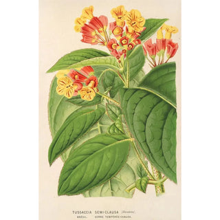 Tussaccia semiclausa - Charles Antoine Lemaire — artwork view